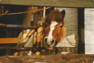 Hrap op stal met schiefeltje