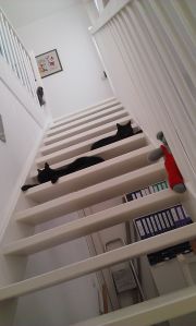 Kees&Ko en Poesnel safe house