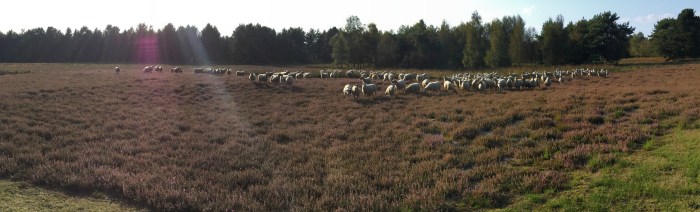 panorama schaapjes
