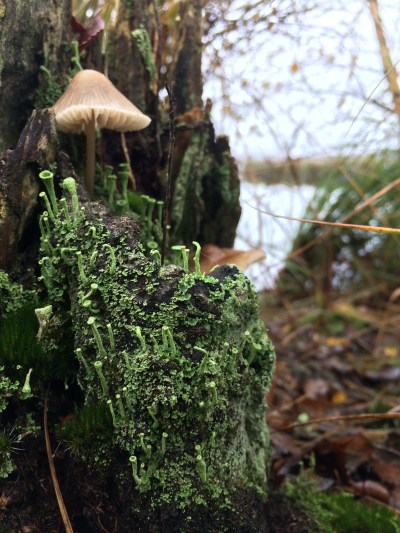 little mushroom village 