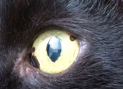 het oog